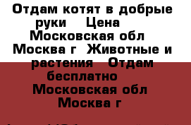 Отдам котят в добрые руки  › Цена ­ 1 - Московская обл., Москва г. Животные и растения » Отдам бесплатно   . Московская обл.,Москва г.